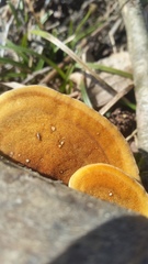 Mycorrhaphium adustum