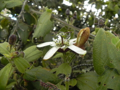 Passiflora bogotensis