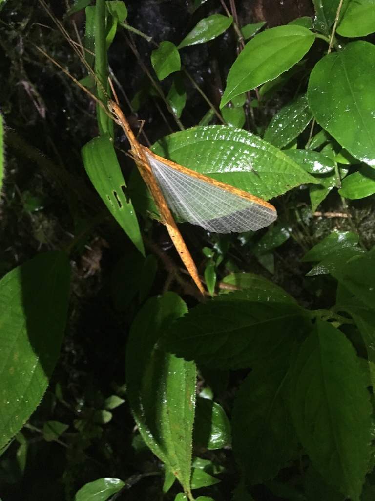 Holca annulipes