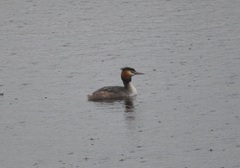 Podiceps cristatus