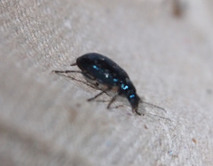 Altica cyanea