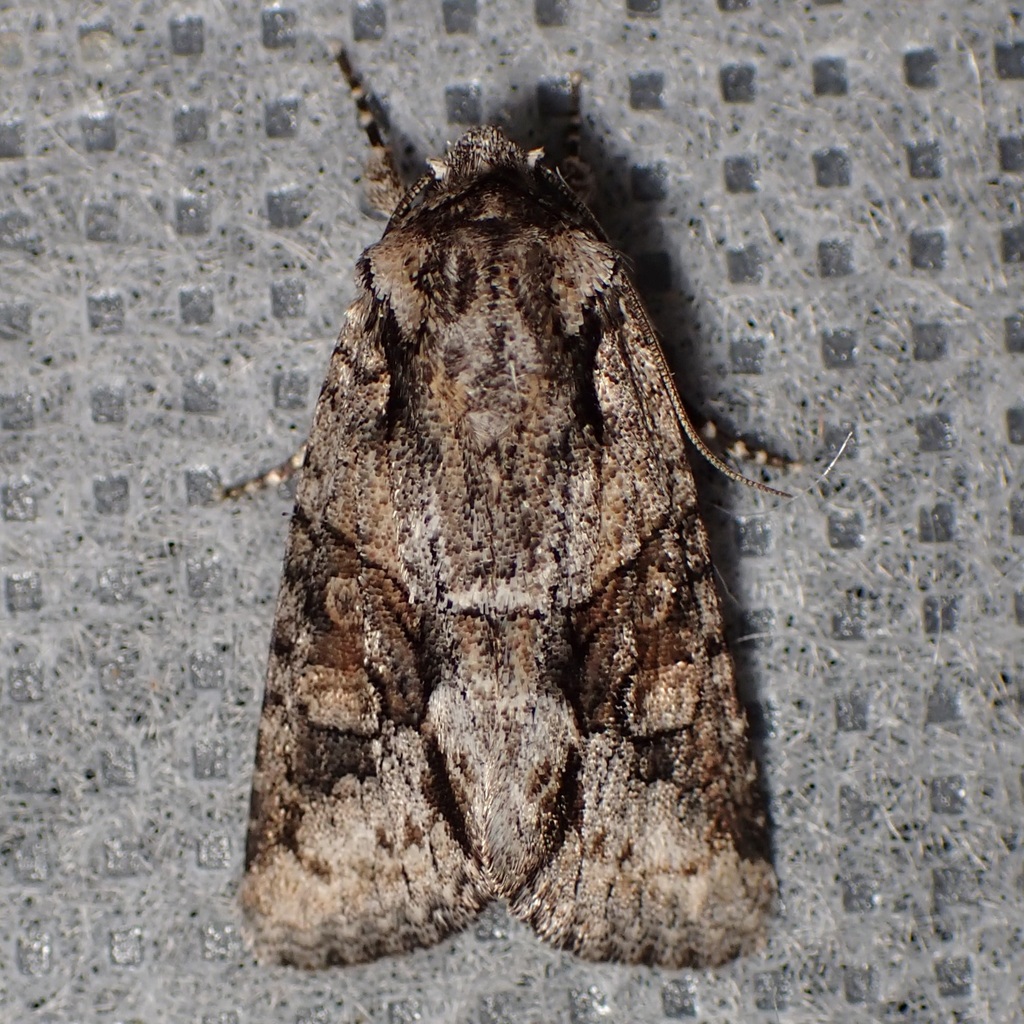 Lacinipolia martini