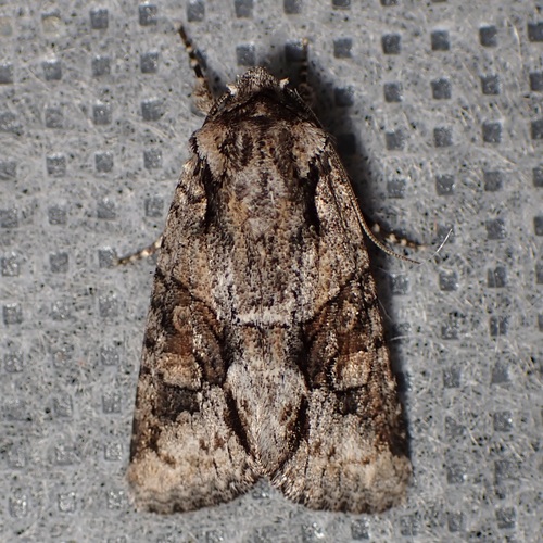Lacinipolia martini