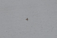 Tachybaptus ruficollis