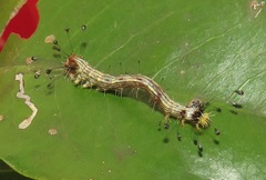 Corgatha wojtusiaki