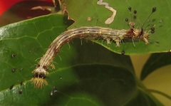 Corgatha wojtusiaki