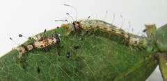 Corgatha wojtusiaki
