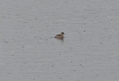 Tachybaptus ruficollis