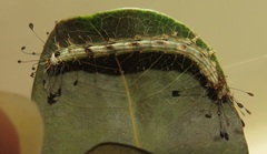 Corgatha wojtusiaki