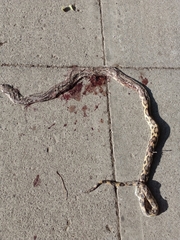 Pituophis lineaticollis