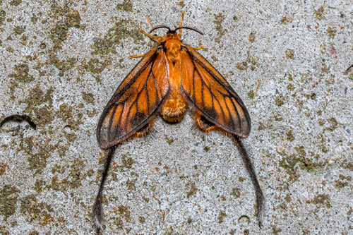 Subfamily Himantopterinae · iNaturalist