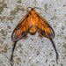 Himantopterus zaida - Photo (c) dave_sargeant,  זכויות יוצרים חלקיות (CC BY-NC)