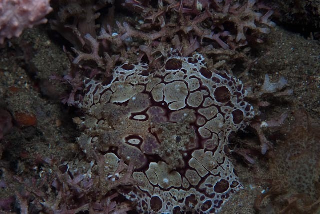 Hoplodoris rosans