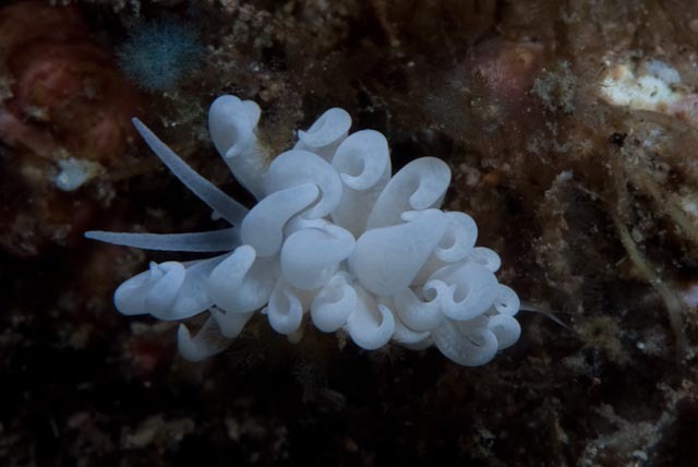 Phyllodesmium parangatum