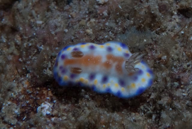 Collingwood's Goniobranchus