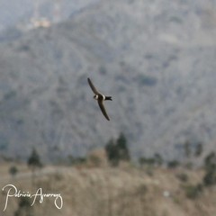 Aeronautes andecolus