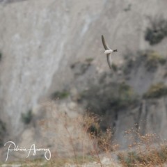 Aeronautes andecolus