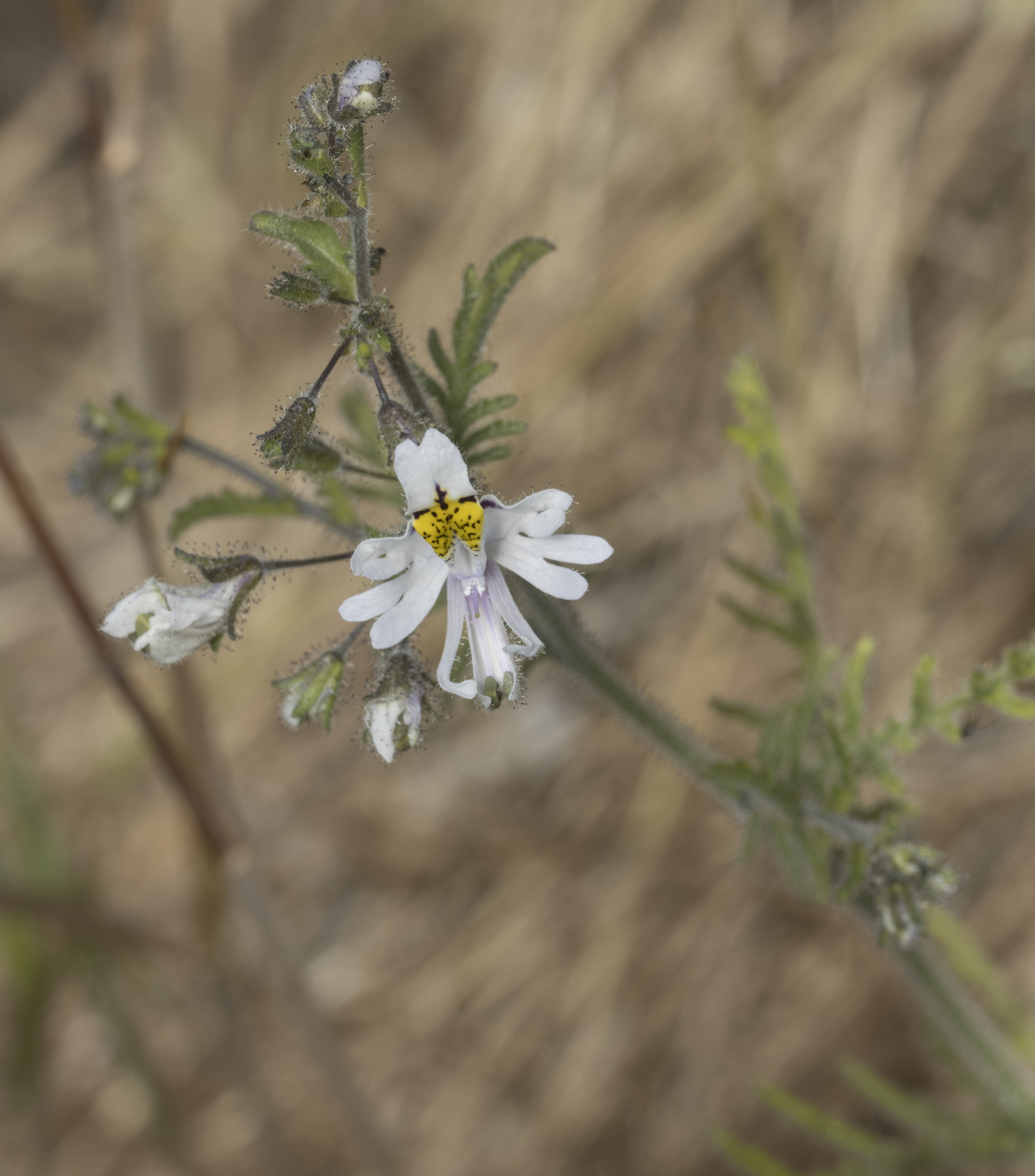 Imagem de Flor-borboleta