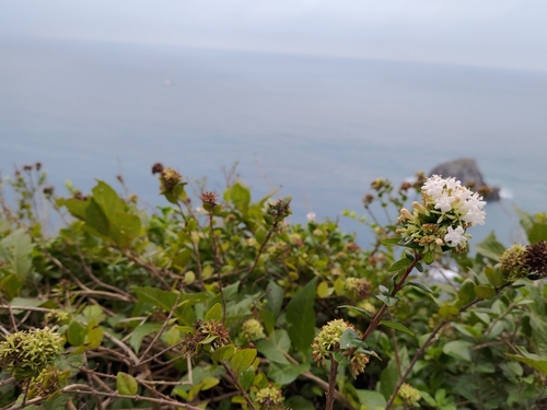 Abelia chinensis