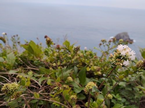 Abelia chinensis