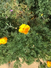 Eschscholzia californica maritima