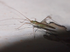 Mecistoscelis scirtetoides