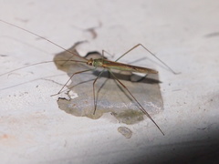 Mecistoscelis scirtetoides