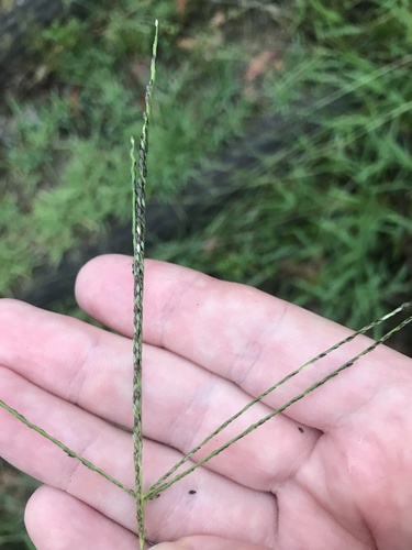 Image of Digitaria violascens by no rights reserved