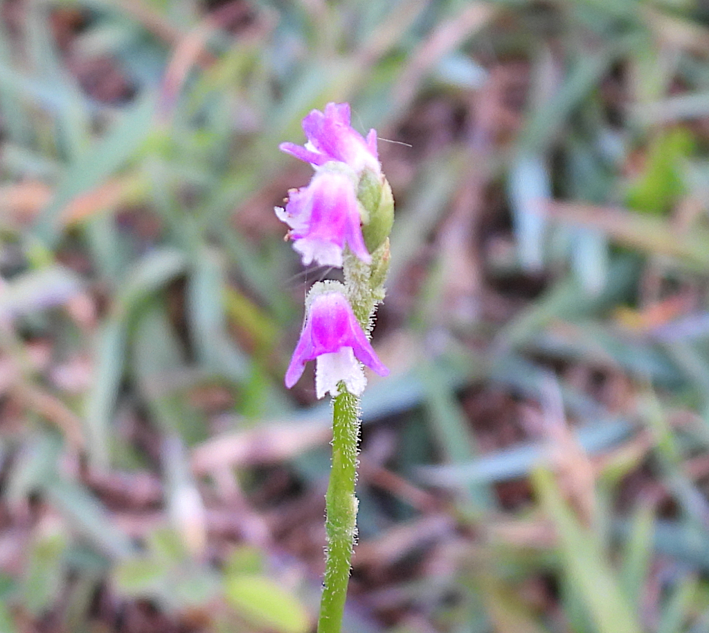 austral ladies'-tresses in October 2023 by cirolana · iNaturalist