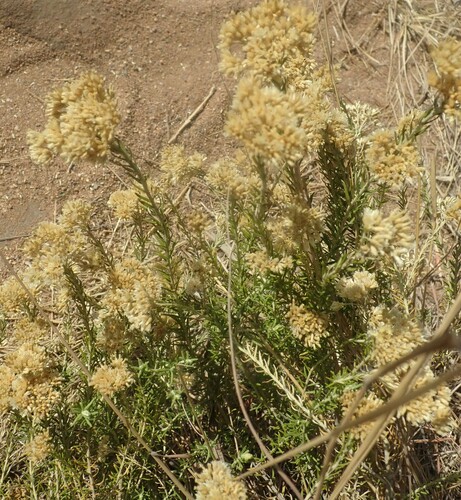 Image of Helichrysum kraussii by (c) agujaceratops, some rights reserved (CC BY)