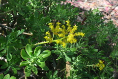 Sedum praealtum
