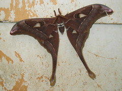 Coscinocera hercules