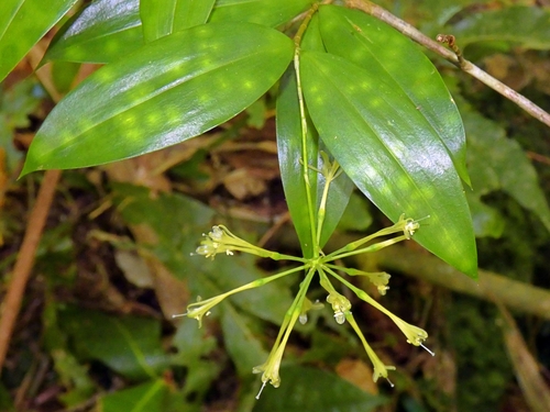 Dracaena surculosa