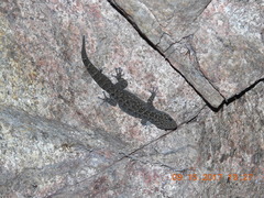 Phyllodactylus tuberculosus