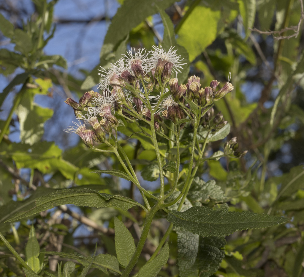 Salvia macho