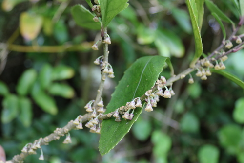 Image of Chatham Island Māhoe (Melicytus chathamicus) by (c) Julia Palmer, some rights reserved (CC BY-SA)
