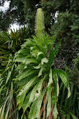 Rhynchopetalum