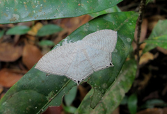 Acropteris ciniferaria