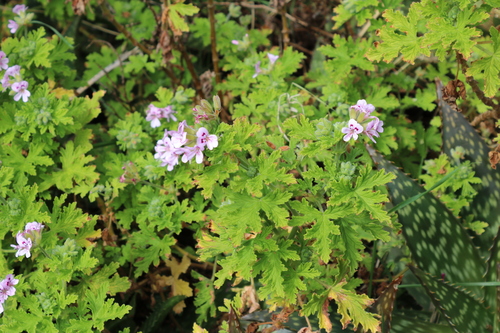 Pelargonium graveolens