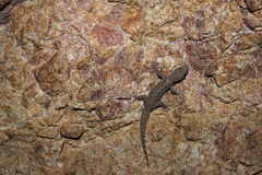 Phyllodactylus tuberculosus