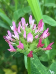 Trifolium spumosum