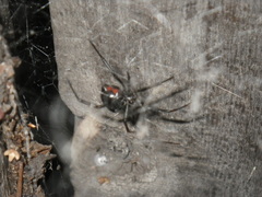 Latrodectus hesperus