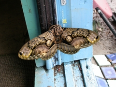 Brahmaea wallichii insulata