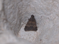 Hydrillodes lentalis