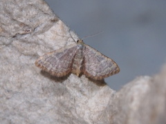 Idaea costiguttata