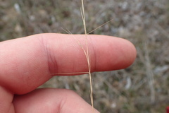 Aristida palustris