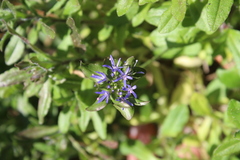 Jasione