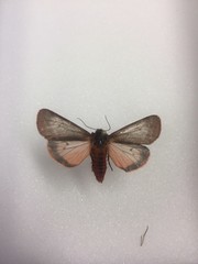 Phragmatobia lineata