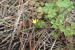 Hypoxis wrightii