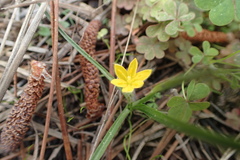 Hypoxis wrightii